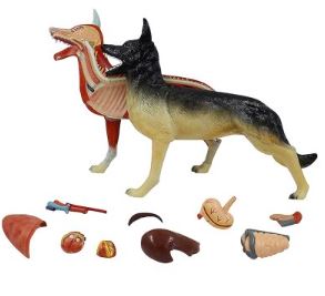 Anatomia Do Cachorro  11 Partes B152 - Mogiglass
