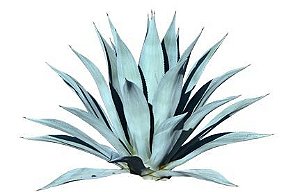 Agave Americana ou Agave Azul