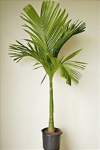 Areca Catechu ou Betel