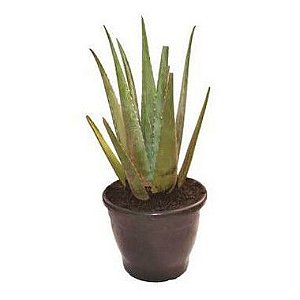 Babosa ou Aloe Vera - Pote de 40 cm
