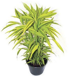 Bambu da Sorte Variegata