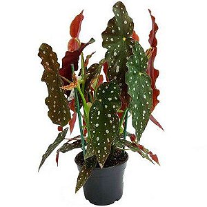 Begônia Maculata