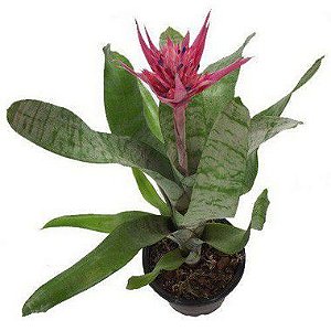 Bromélia Aequimea Rosa - Pote 17 cm