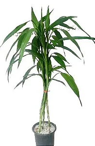 Bambu da Sorte Verde