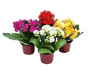 Kalanchoe Pote 11 - Caixa com 10 unidades (Cores Variadas)