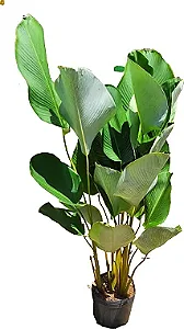 Calathea Lutea