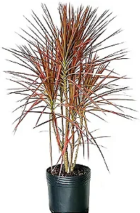 Arranjo de Dracena Tricolor em Vaso de Polietileno
