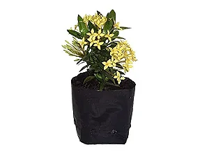 Mini Ixoria Amarela - Caixa com 15 unidades