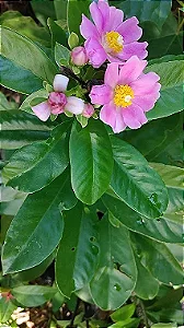 Ora-Pro-Nóbis (Pereskia Grandifolia)