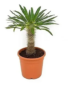 Palmeira de Madagascar - Pote 19