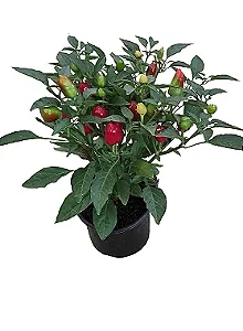 Pimenta Mexicana - Pote 15