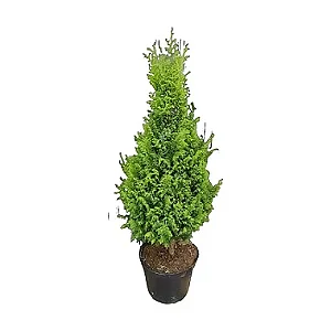 Pinheiro Tuia Aurea - 0,70 a 0,80 cm