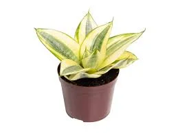 Sansevieria Trifasciata Golden Hahnii