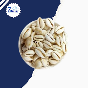 Pacotinho c/ 7 buzio médio fechado angola