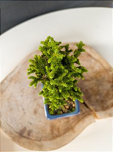 Bonsai Criptomeria bombril  02 anos