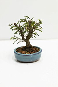 Bonsai Calliandra 02 anos