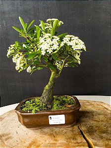 Bonsai de Pyracanta vermelha 04 anos