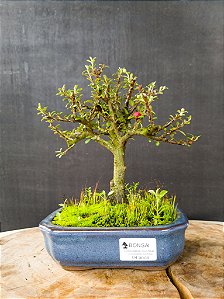 Cotoneaster minifólia 04 anos