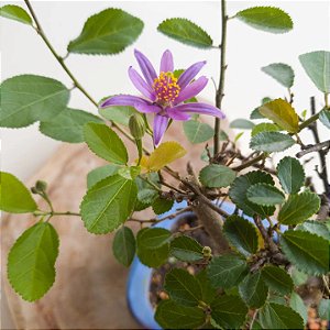 Bonsai Grewia (flor de Lótus) 02 anos