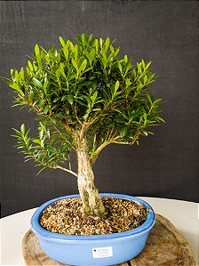 Bonsai Cereja Silvestre 14 anos