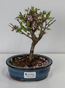 Bonsai Sakura Rosa 02 anos