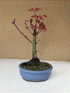 Acer deshojo de 02 anos 23cm