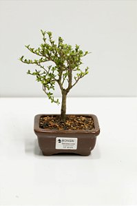 Bonsai Serissa Rosa 02 anos 20cm