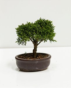 BONSAI DE JUNÍPERO SHIMPAKU 2 ANOS (18 CM)