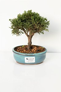 BONSAI DE JUNÍPERO SHIMPAKU 2 ANOS (18 CM)