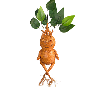 Mandrágora de Decoração