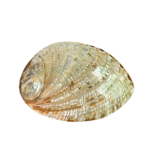 Concha Abalone
