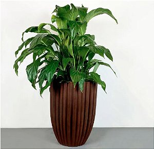 Vaso de Polipropileno Redondo Cacau 42 x 54 cm com planta