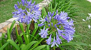 AGAPANTO (Agapanthus)