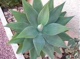 AGAVE AZUL (Agave tequillana) 30 cm