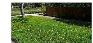 GRAMA AMENDOIM (Arachis repene)