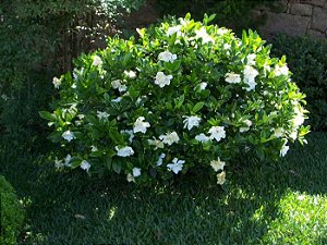 Gardênia jasminoides