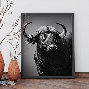 Quadro Decorativo Animais Búfalo PB