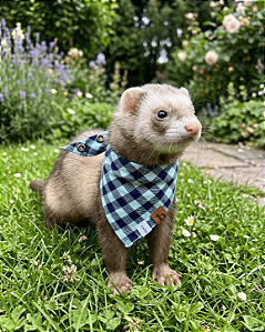 Bandana Pet Estampada COLAB Pet BENDOG