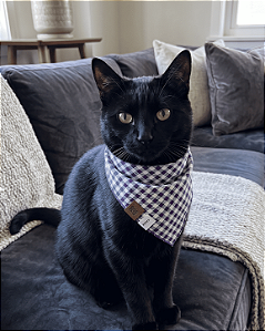 Bandana Pet Estampada COLAB Pet BENDOG