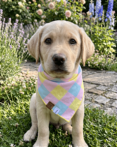 Bandana Pet Estampada COLAB Pet BENDOG
