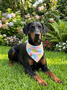 Bandana Pet COLAB BENDOG