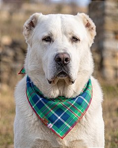 Bandana Pet COLAB BENDOG
