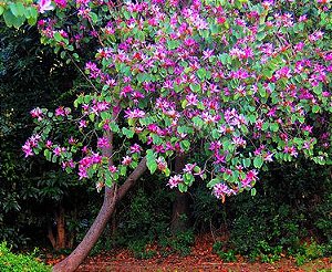 Pata de vaca Lilás (sementes) Bauhinia purpurea