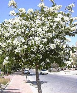 Pata de vaca Branca (sementes)  Bauhinia forficata