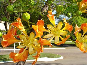 Flamboyant Laranja (Sementes) Delonix regia