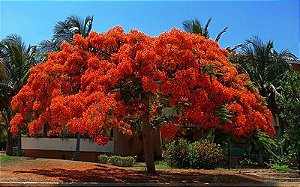 Flamboyant Vermelho (Sementes)   Delonix spp