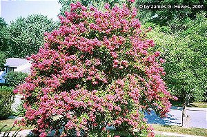 Resedá Gigante Rosa (Sementes) Lagerstroemia speciosa