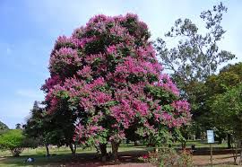 Resedá Gigante Roxo (Sementes)  Lagerstroemia speciosa