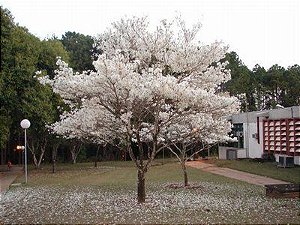 Ipê Branco (Sementes) Tabebuia roseo-alba