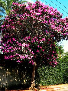 Quaresmeira Rosa (Sementes) Tibouchina mutabilis